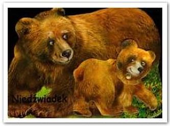 Niedźwiadek
