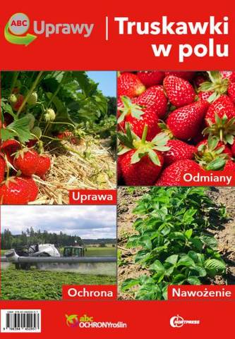 ABC Uprawy. Truskawki w polu