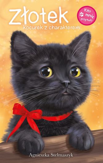 Złotek kocurek z charakterem