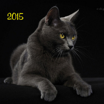 Kočky - nástěnný kalendář 2015