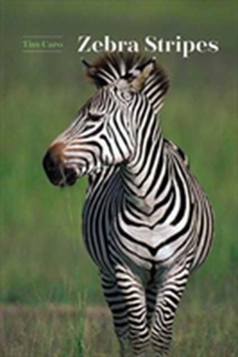 Zebra Stripes