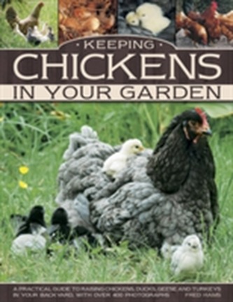 Keeping Chickens In Your Garden