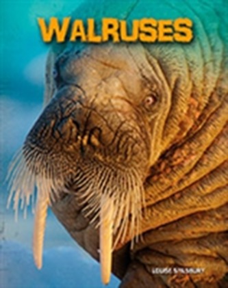 Walruses
