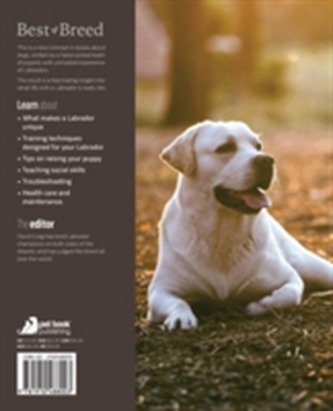 Labrador Retriever Best of Breed