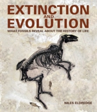 Extinction and Evolution