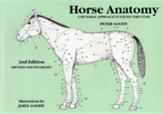 Horse Anatomy Horse Anatomy