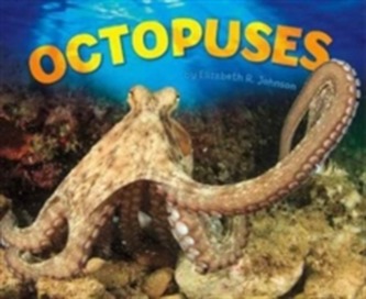 Octopuses Octopuses