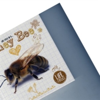 Life Cycle of a Honey Bee