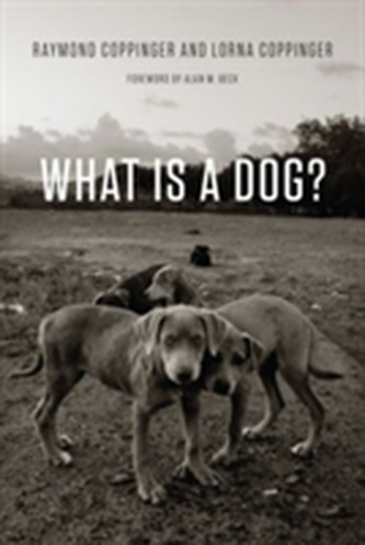 What is a Dog?