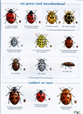 Guide to the Day-Flying Moths of Britain