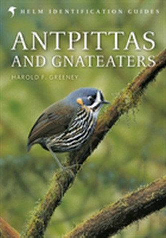 Antpittas and Gnateaters