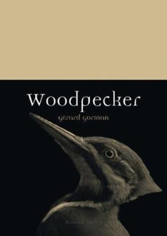 Woodpecker Woodpecker