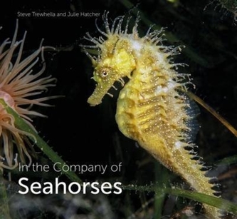 In the Company of Seahorses In the Company of Seahorses