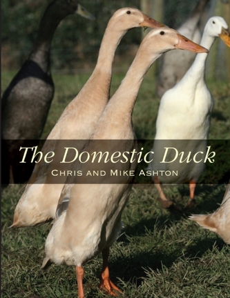 The Domestic Duck The Domestic Duck