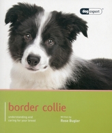 Border Collie- Dog Expert