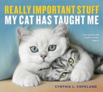 Really Important Stuff My Cat Has Taught Me Really Important Stuff My Cat Has Taught Me