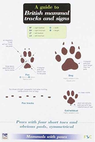 A Guide to British Mammal Tracks and Signs