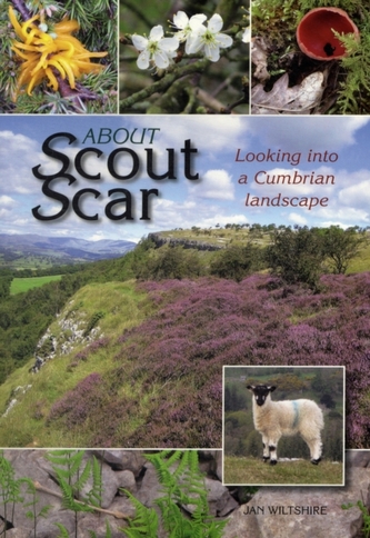 About Scout Scar About Scout Scar