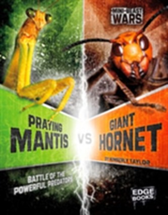 Praying Mantis vs Giant Hornet Praying Mantis vs Giant Hornet