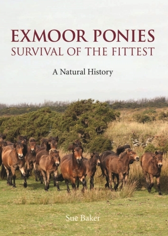 Exmoor Ponies Survival of the Fittest