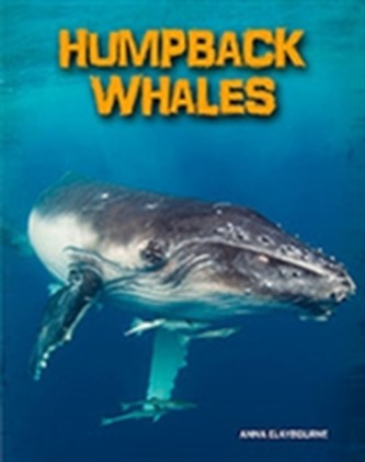 Humpback Whales