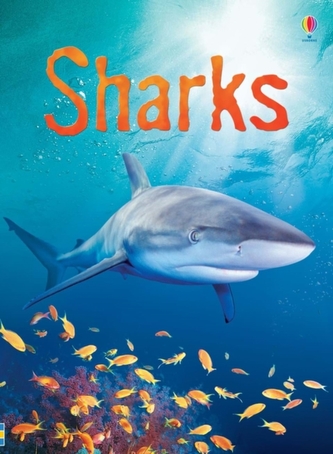 Sharks Sharks