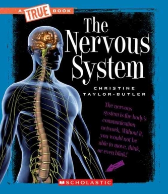 NERVOUS SYSTEM THE