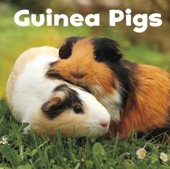 Guinea Pigs Guinea Pigs