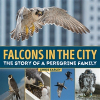 Falcons in the City