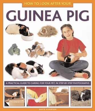 How to Look After Your Guinea Pig How to Look After Your Guinea Pig