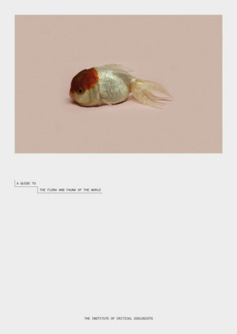 Robert Zhao Renhui: A Guide to the Flora and Fauna of the World