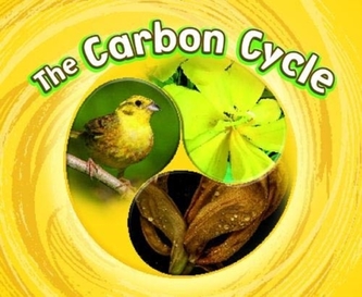 The Carbon Cycle The Carbon Cycle