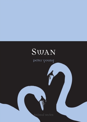 Swan Swan