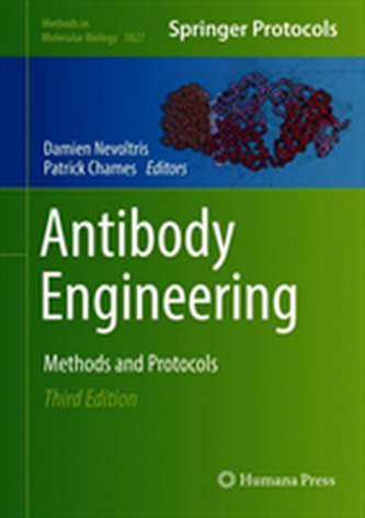 Antibody Engineering
