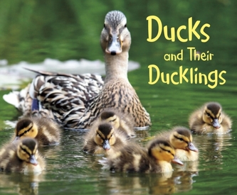 Ducks and Their Ducklings Ducks and Their Ducklings