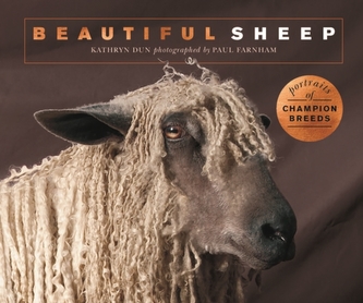 Beautiful Sheep