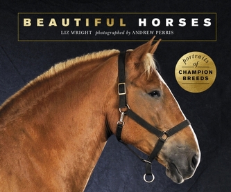 Beautiful Horses Beautiful Horses