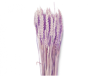 Dekorace sušiny TRITICUM-PŠENICE hladká 40g