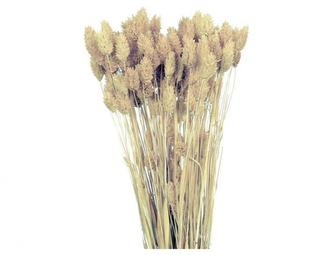 Dekorace sušiny PHALARIS-CHRASTICE 40g