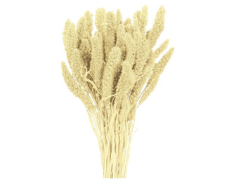 Dekorace sušiny SETARIA-BÉR 40g