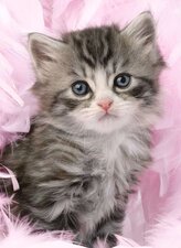 RAVENSBURGER Puzzle Roztomilé kotě 500 dílků