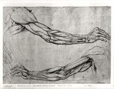 Obrazová reprodukce Study of Arms, Leonardo da (attr.to) Vinci, 40 × 30 cm