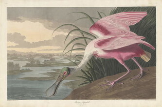 Obrazová reprodukce Roseate Spoonbill, 1836, John James (after) Audubon, 40 × 26.7 cm