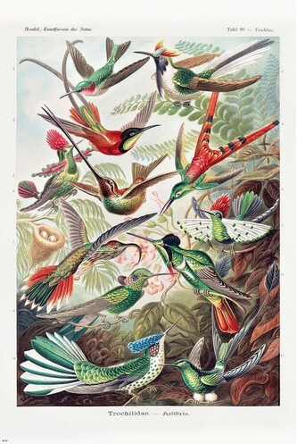 Plakát, Obraz - Ernst Haeckel - Kolibris, 61 × 91.5 cm