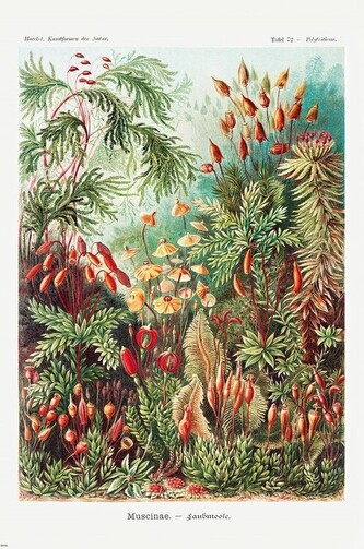 Plakát, Obraz - Laubmoose, 61 × 91.5 cm