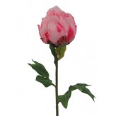 Pivoňka  2016042-10