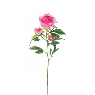 Pivoňka x3 beauty, 66 cm  100-0154/BTY