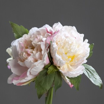 Pivoňka kytička  40088-37