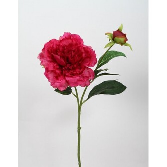 Pivoňka beauty  100-0125