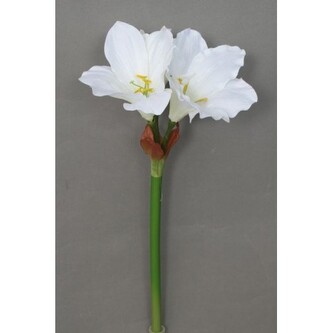 Amarylis  100-0115/CR